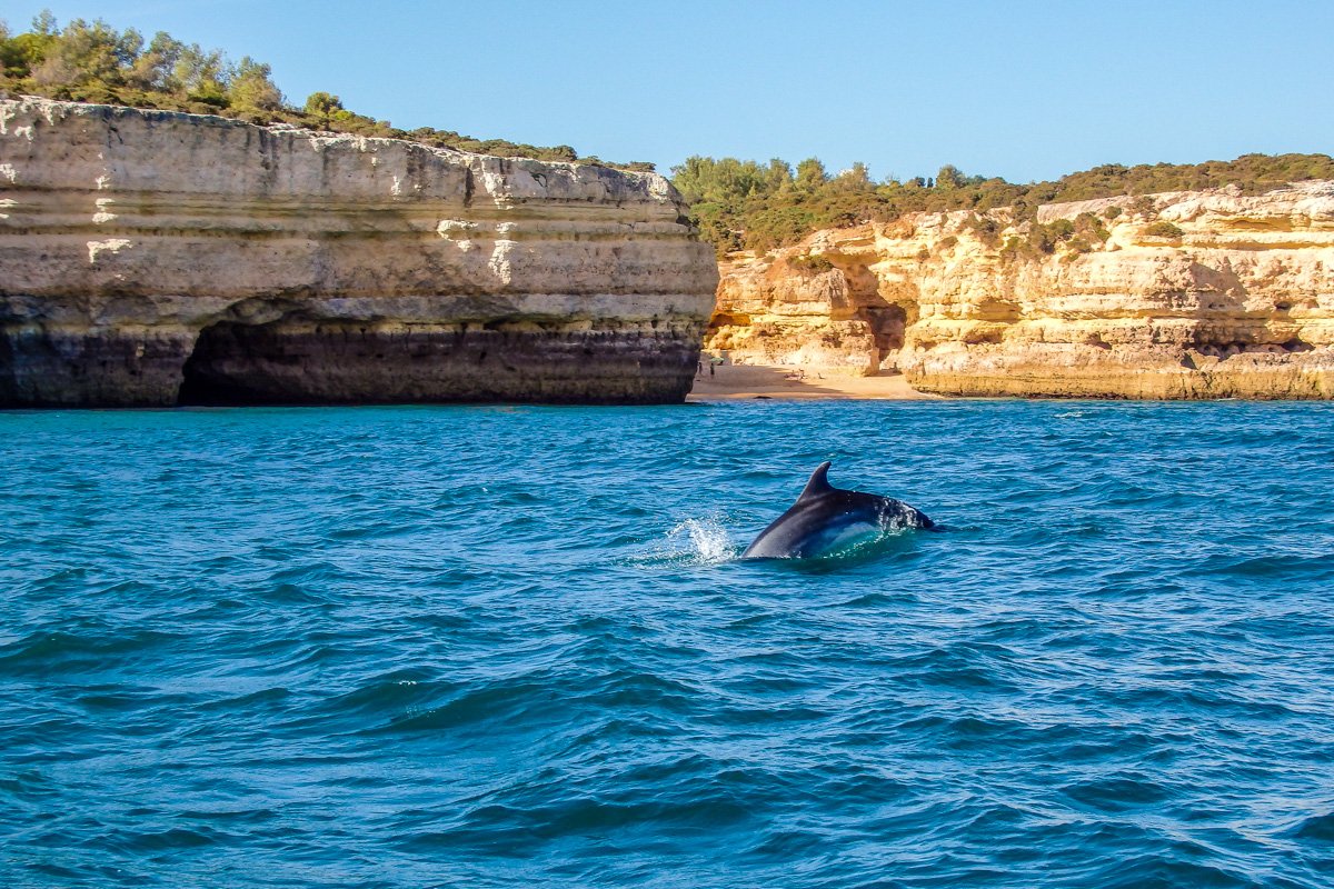 Visite des dauphins et de la Grotte de Benagil avec un biologiste marin